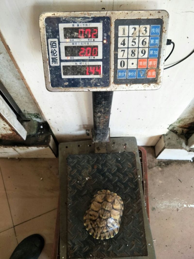 巴西龟巴西龟，乌龟