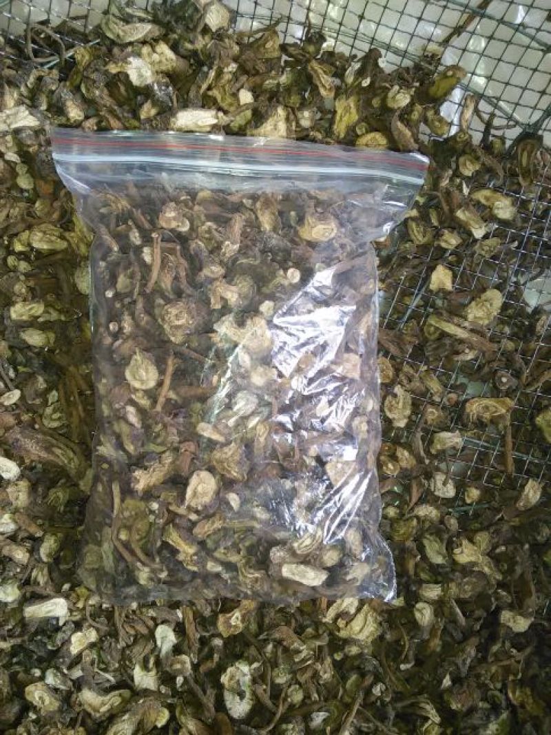 蒲公英根