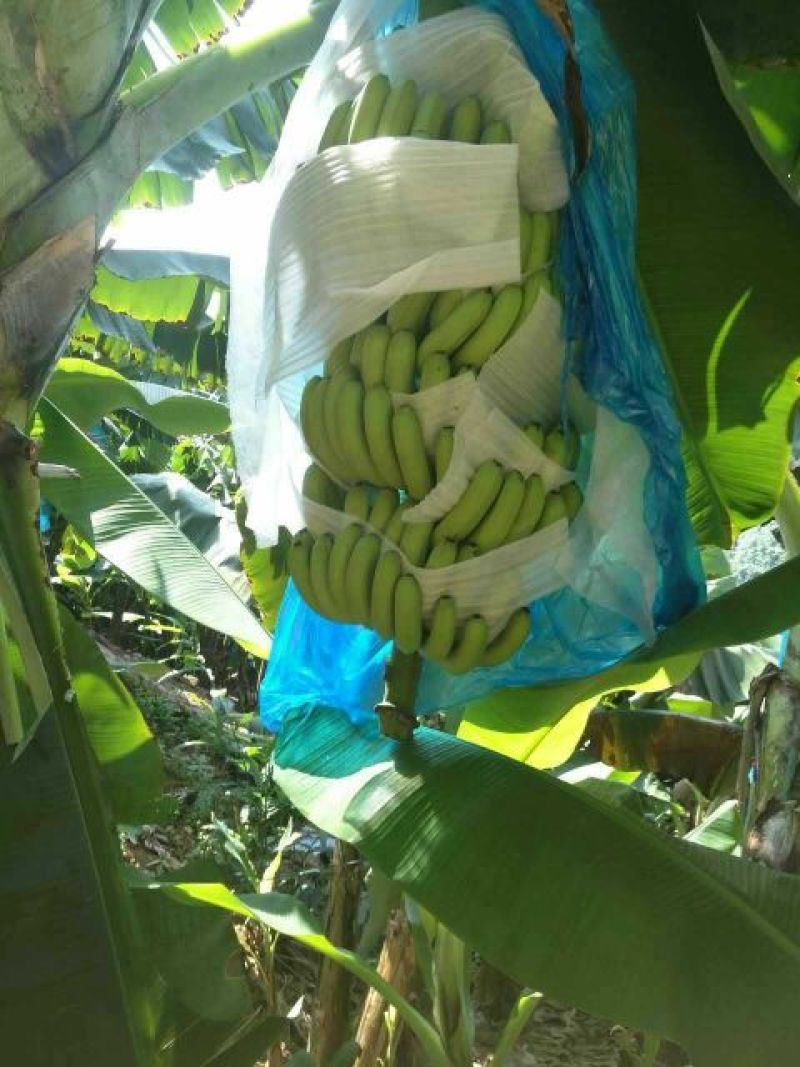威廉斯香蕉七成熟