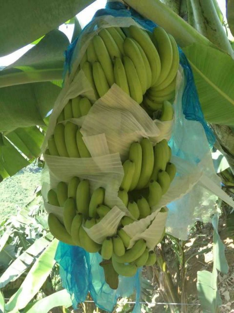 威廉斯香蕉七成熟