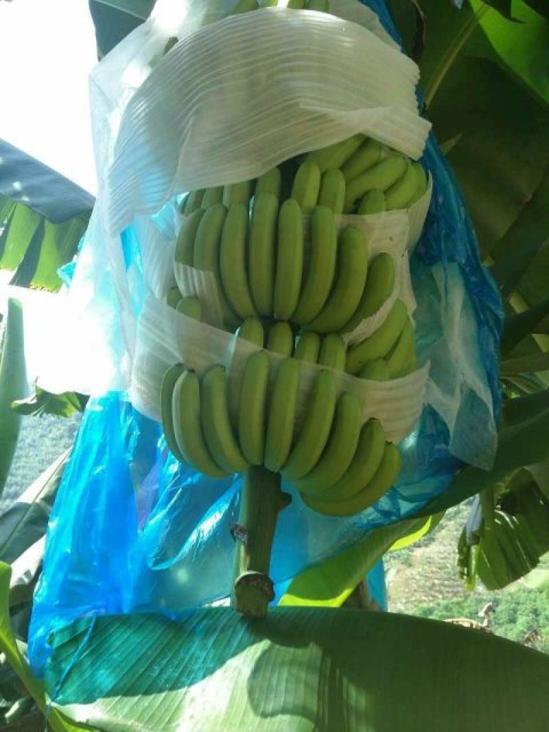 威廉斯香蕉七成熟