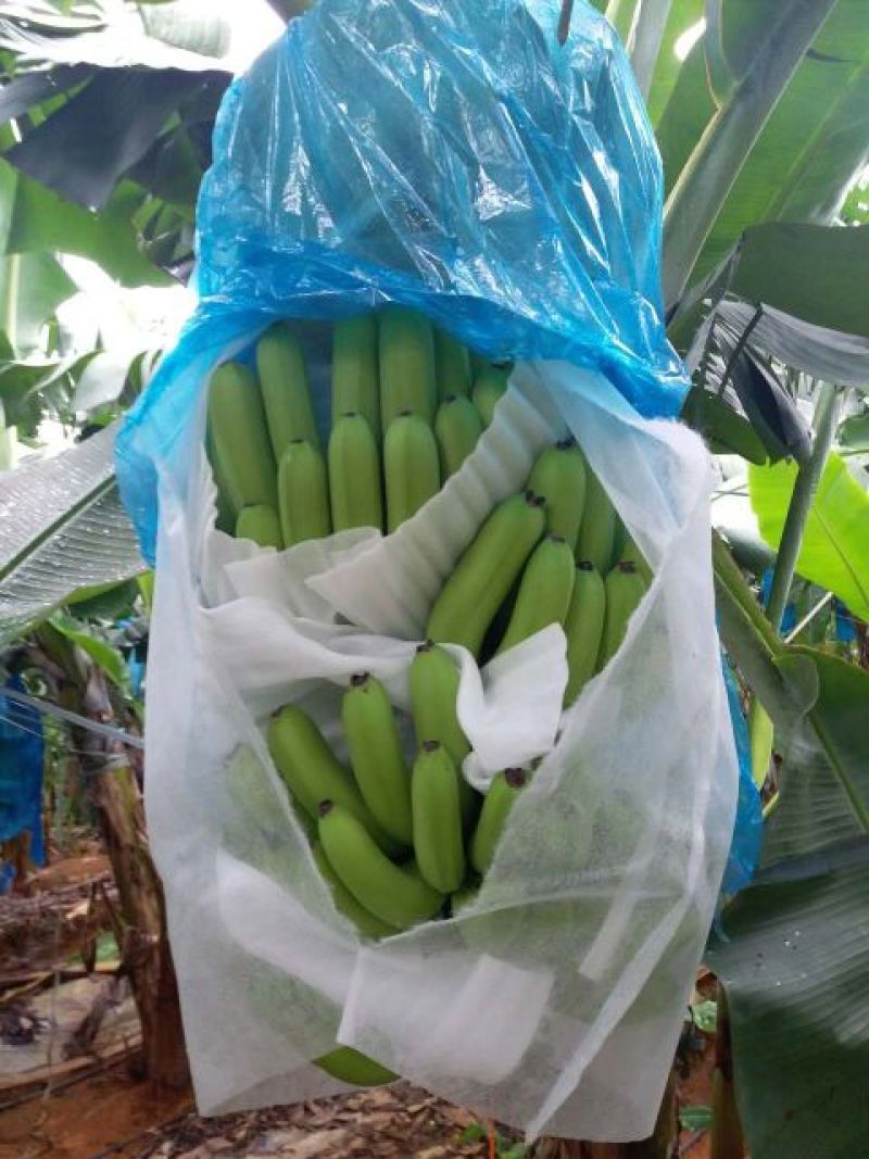 威廉斯香蕉七成熟