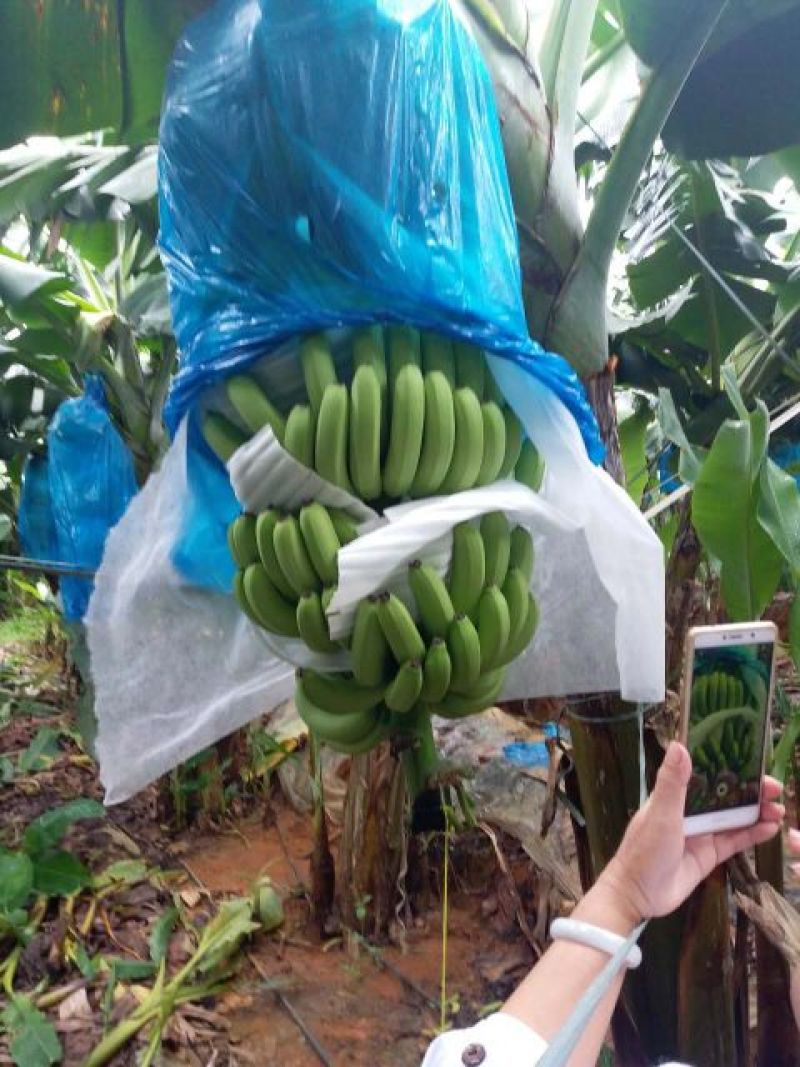 威廉斯香蕉七成熟
