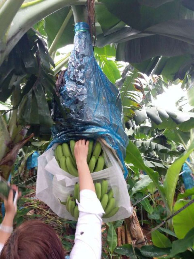 威廉斯香蕉七成熟