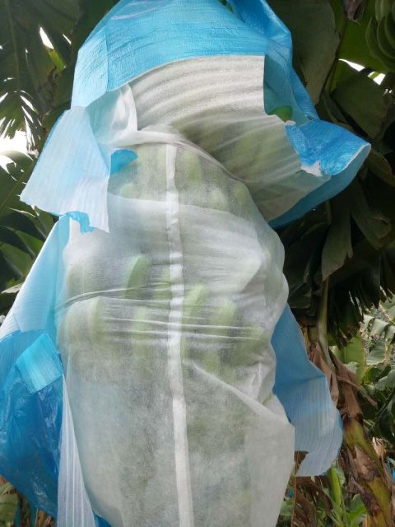 威廉斯香蕉七成熟