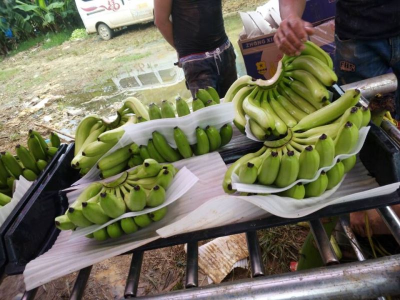 威廉斯香蕉七成熟