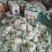 雪玉菜花、精品质量万亩青根松花菜！等着你来拉