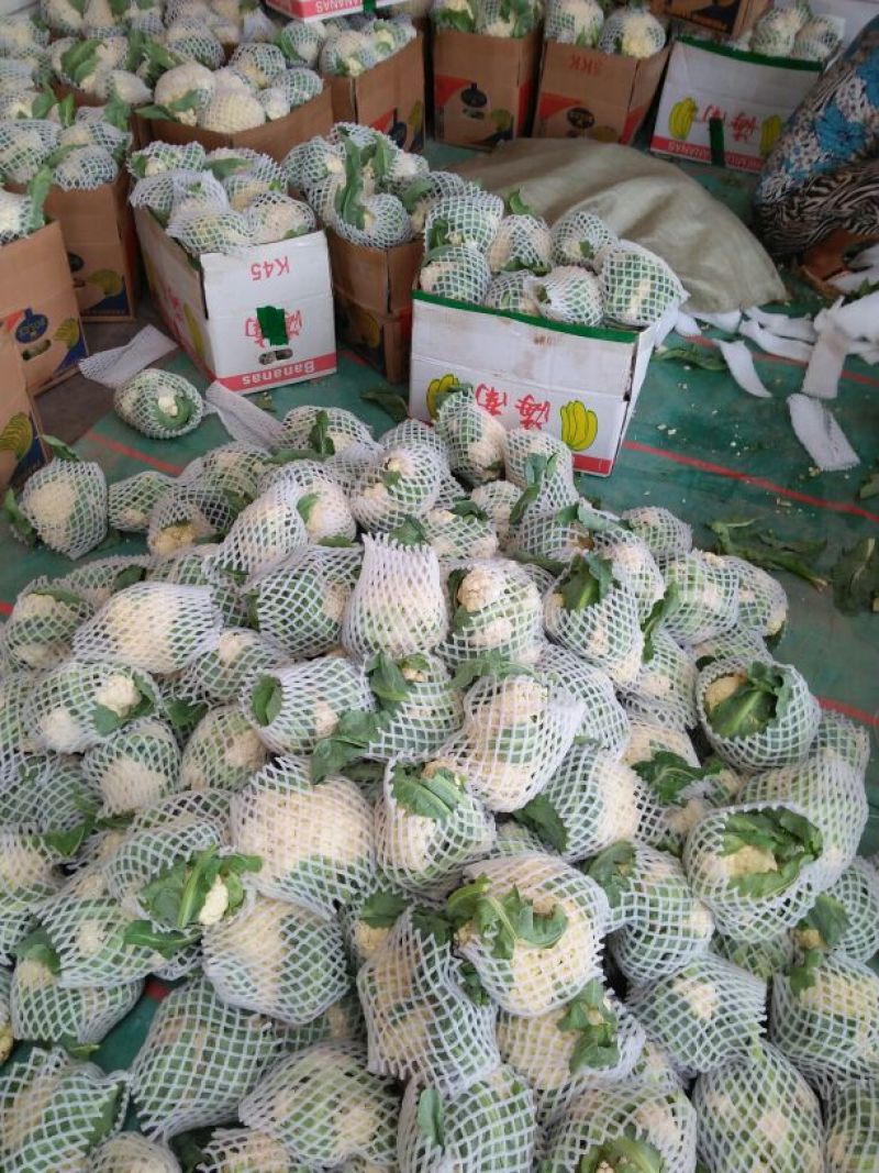 雪玉菜花、精品质量万亩青根松花菜！等着你来拉