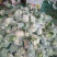 雪玉菜花、精品质量万亩青根松花菜！等着你来拉