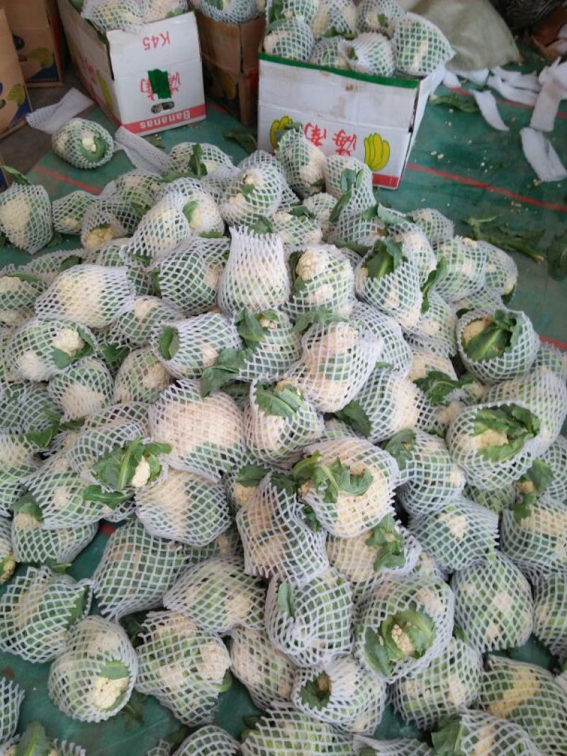 雪玉菜花、精品质量万亩青根松花菜！等着你来拉