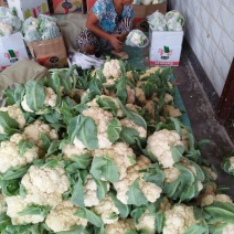 雪玉菜花、精品质量万亩青根松花菜！等着你来拉