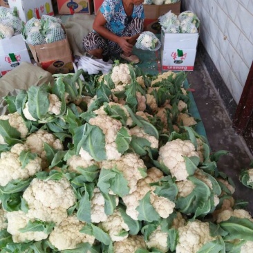 雪玉菜花、精品质量万亩青根松花菜！等着你来拉