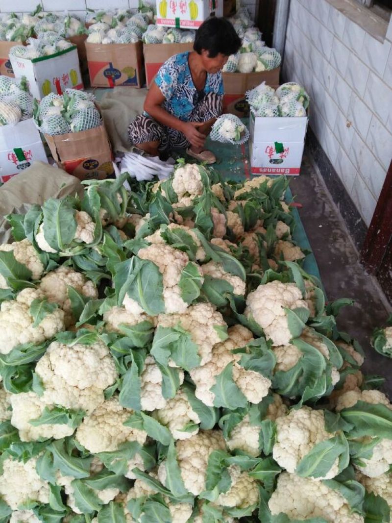 雪玉菜花、精品质量万亩青根松花菜！等着你来拉