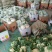 雪玉菜花、精品质量万亩青根松花菜！等着你来拉