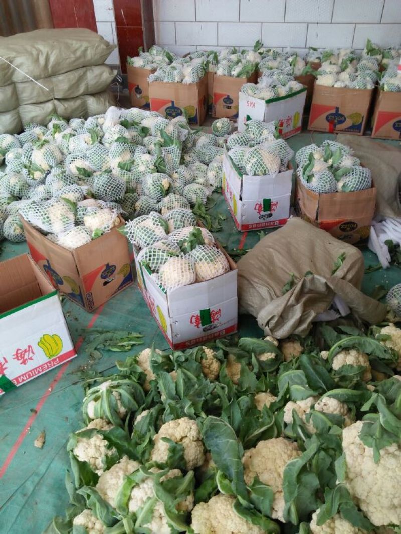 雪玉菜花、精品质量万亩青根松花菜！等着你来拉