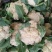 雪玉菜花、精品质量万亩青根松花菜！等着你来拉