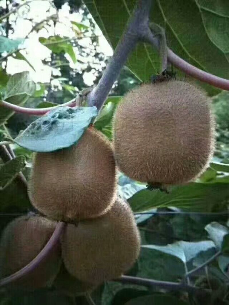 周至猕猴桃