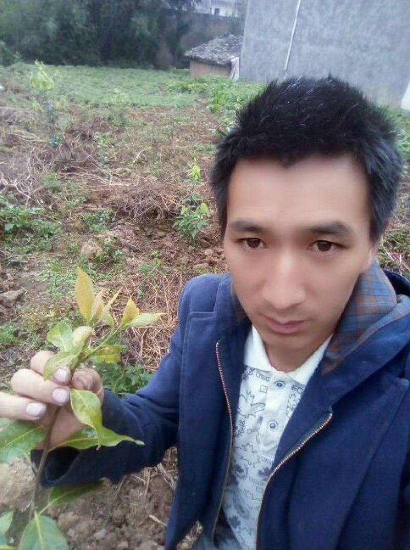 古树茶一级