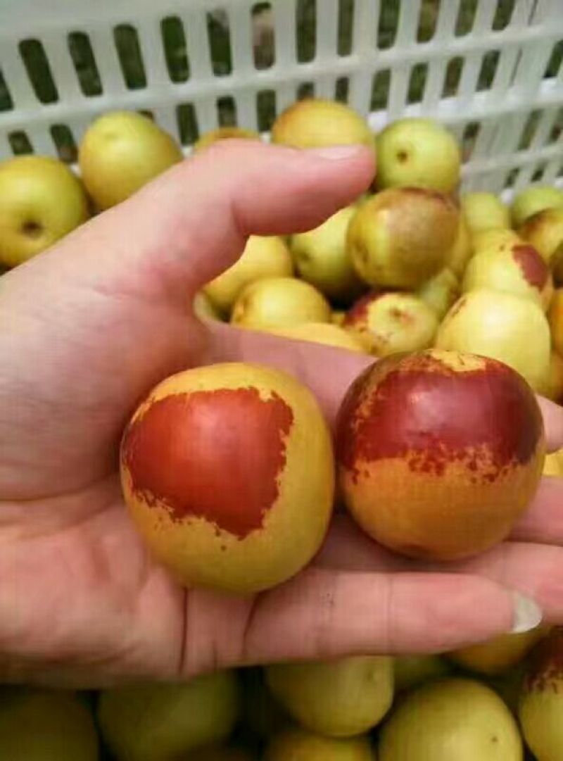 沾化冬枣拐一