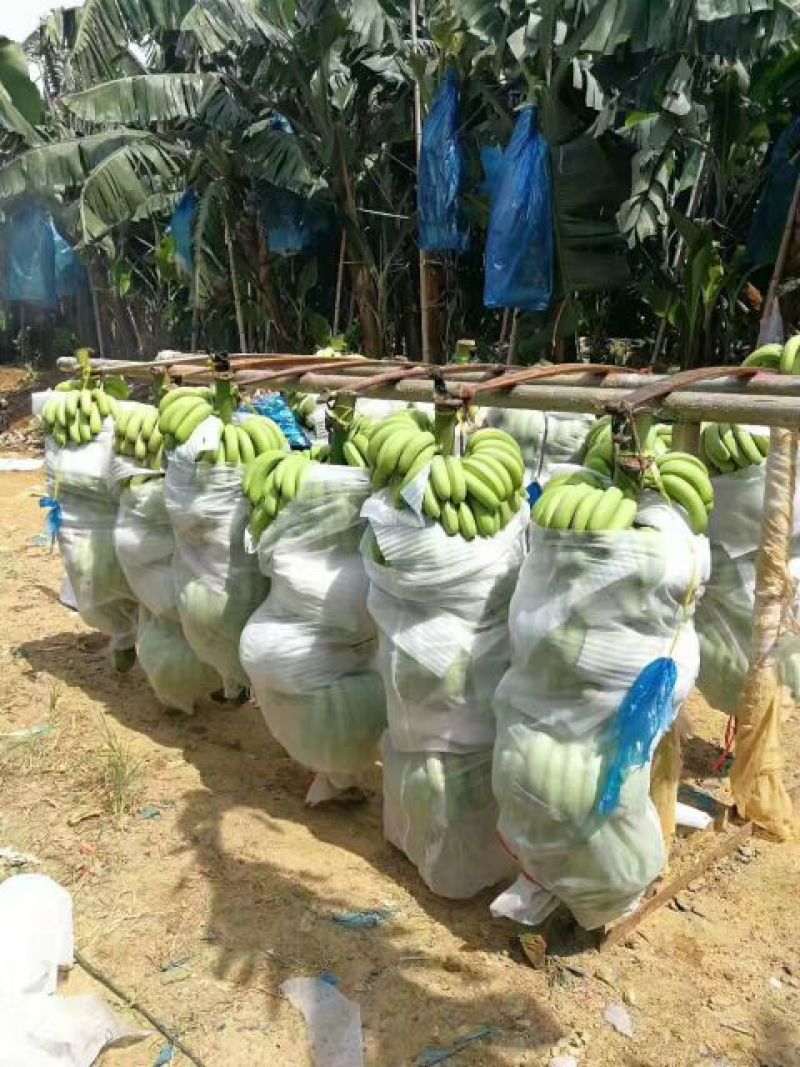 香蕉七成熟