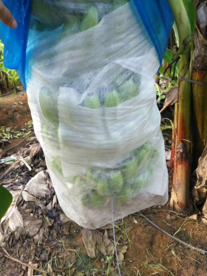 威廉斯香蕉七成熟
