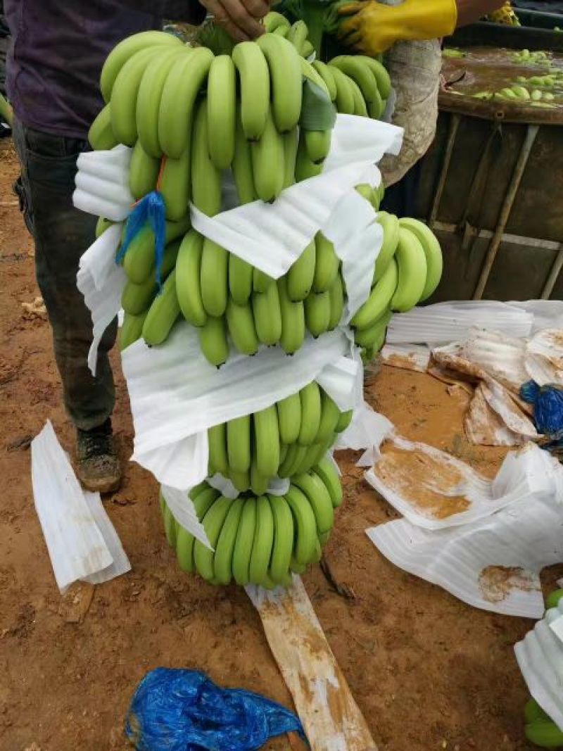 威廉斯香蕉七成熟