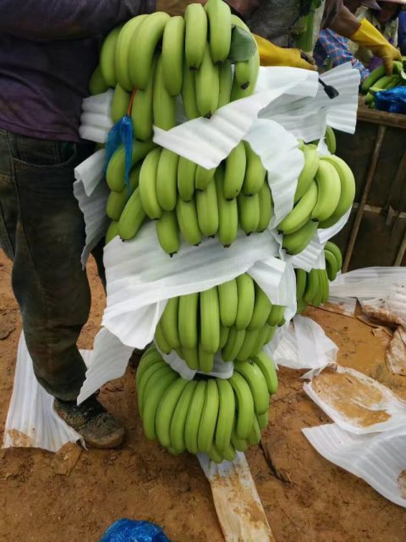 威廉斯香蕉七成熟