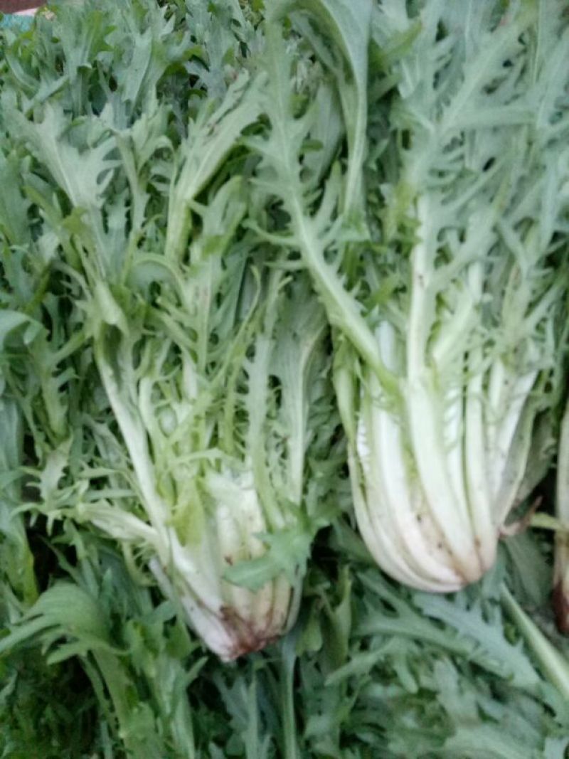 苦菊8~10cm