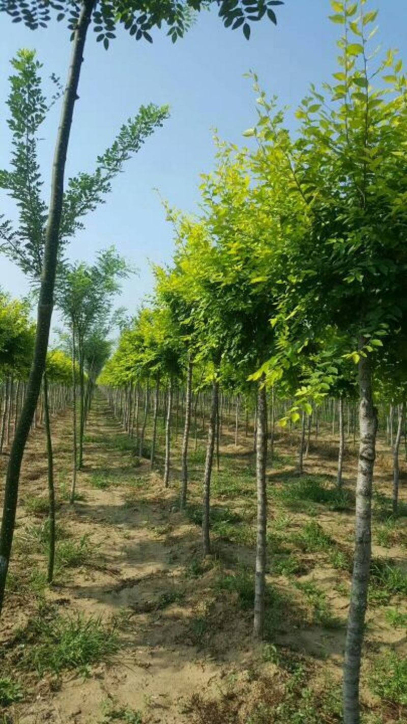 金叶榆8~10cm河北苗圃金叶榆基地，就是价格低