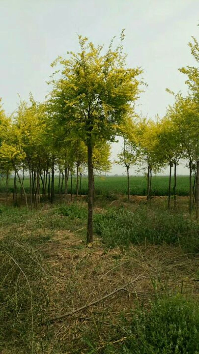 金叶榆8~10cm河北苗圃金叶榆基地，就是价格低