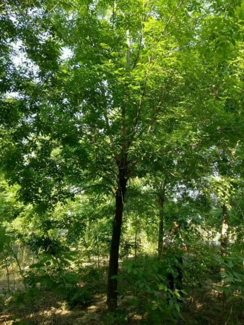 白蜡树价格已经降了河北大型苗木种植基地