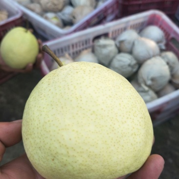 酥梨纸袋250~300g