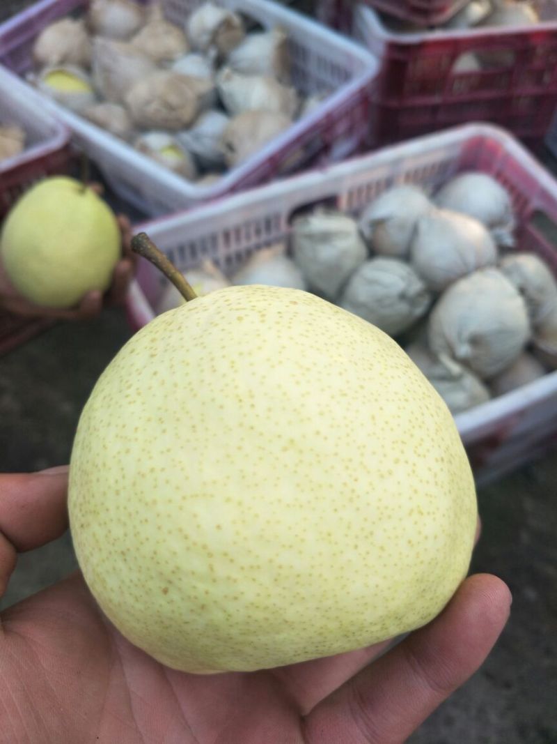 酥梨纸袋250~300g