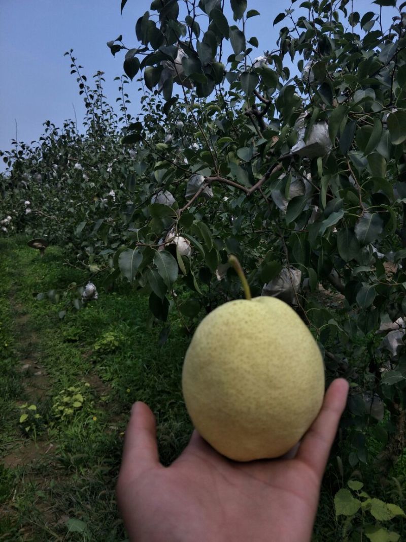 酥梨纸袋250~300g