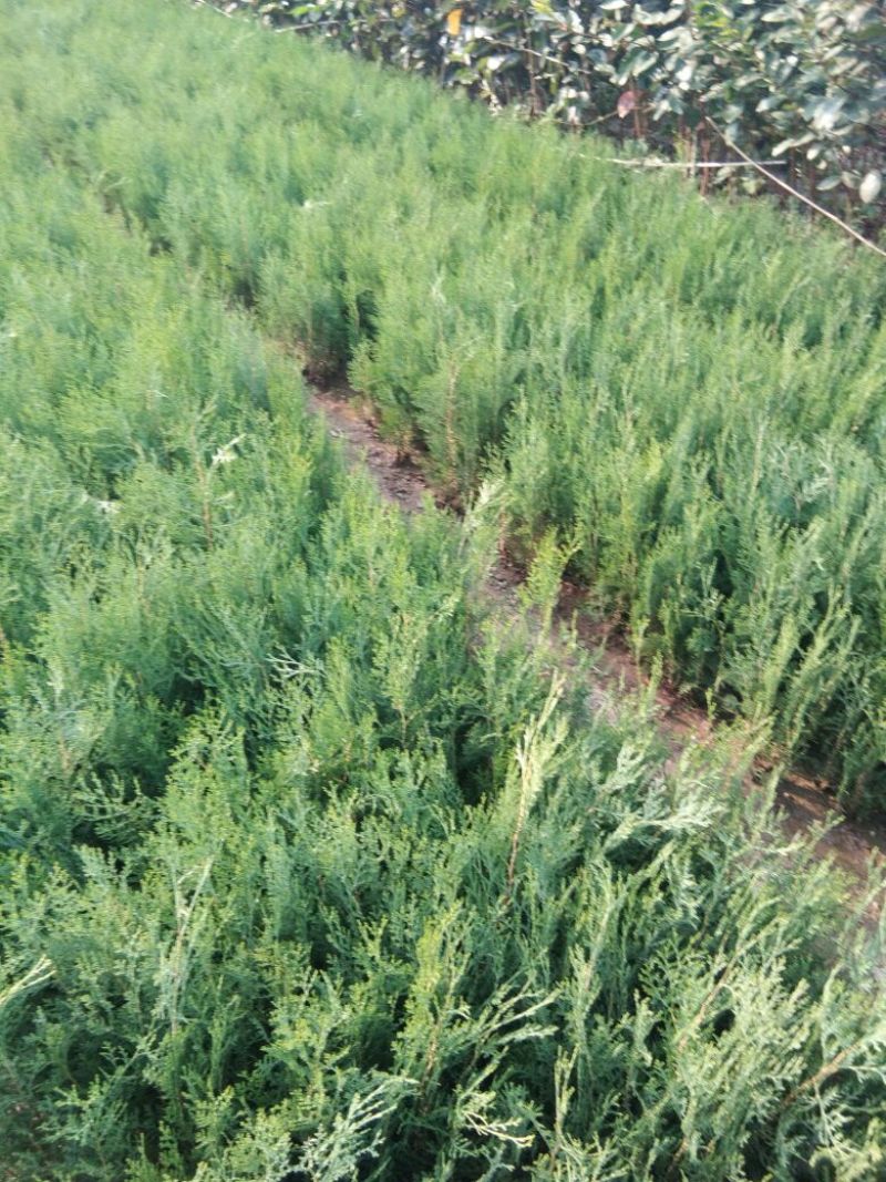 【量大热卖】侧柏苗嫁接龙柏的砧木营养杯侧柏苗当年侧柏苗