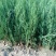 【量大热卖】侧柏苗嫁接龙柏的砧木营养杯侧柏苗当年侧柏苗