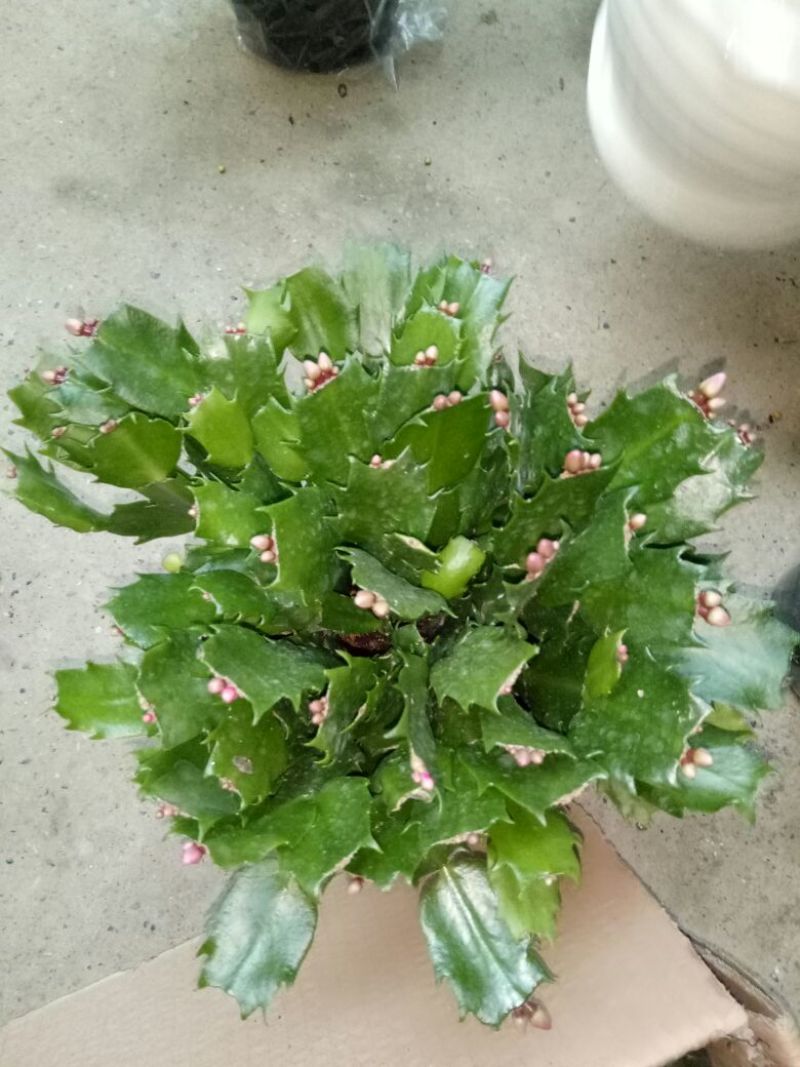 蟹爪兰红花盆满苗多量大优惠