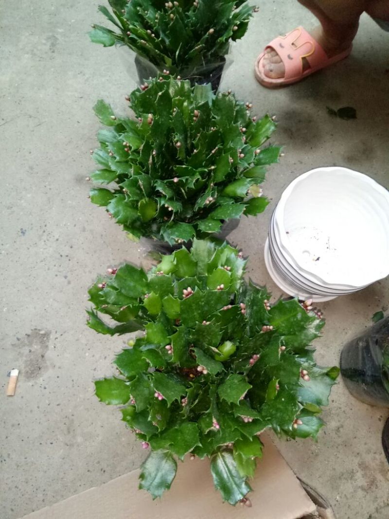 蟹爪兰红花盆满苗多量大优惠