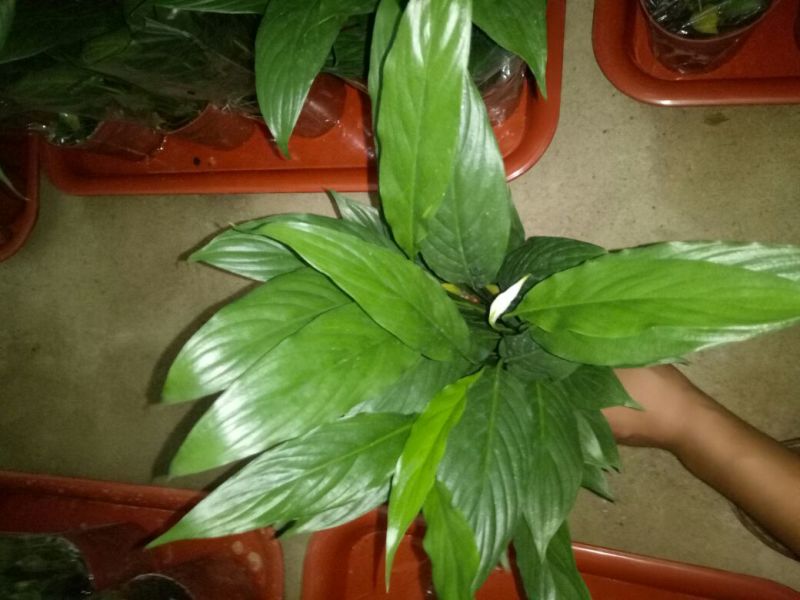 蟹爪兰红花盆满苗多量大优惠