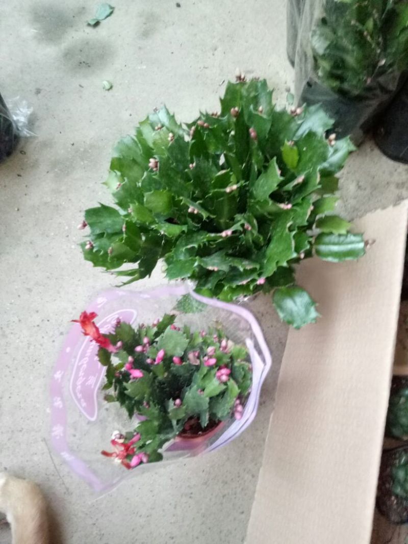 蟹爪兰红花盆满苗多量大优惠