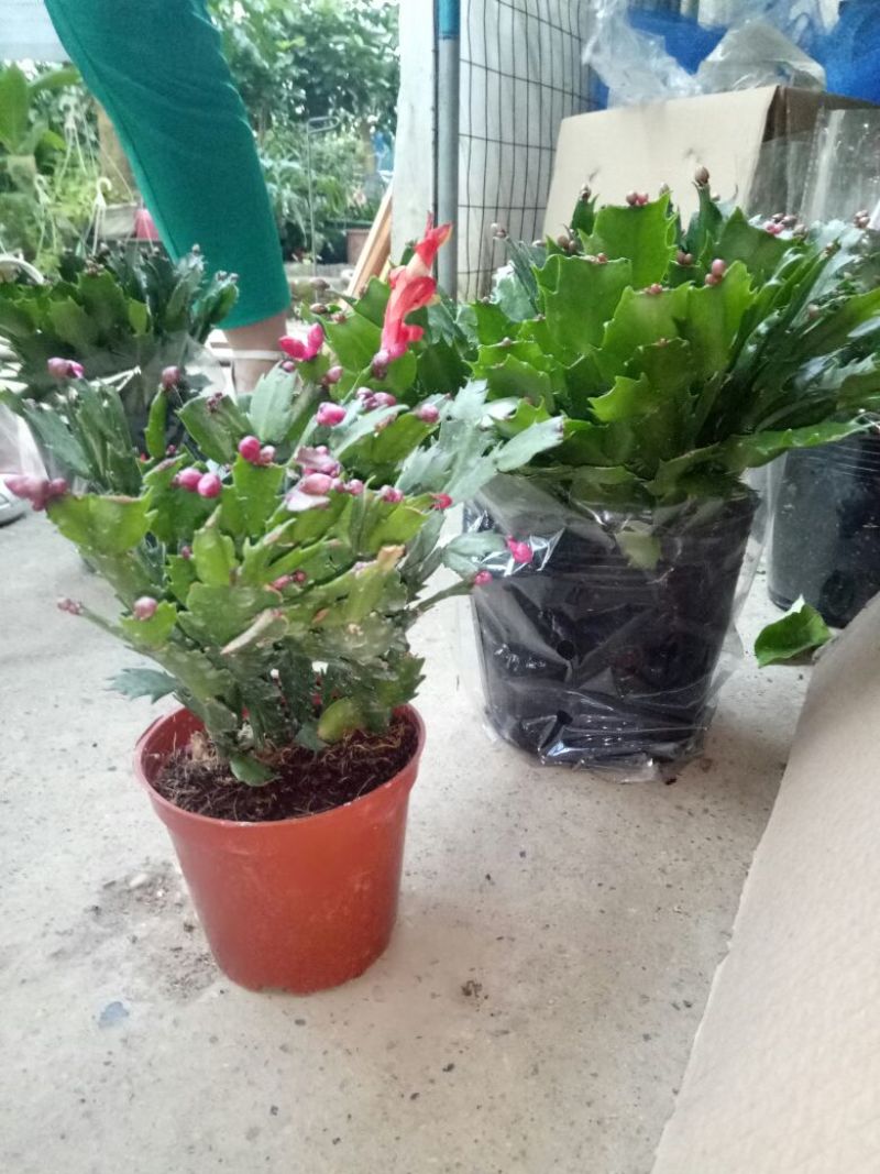 蟹爪兰红花盆满苗多量大优惠