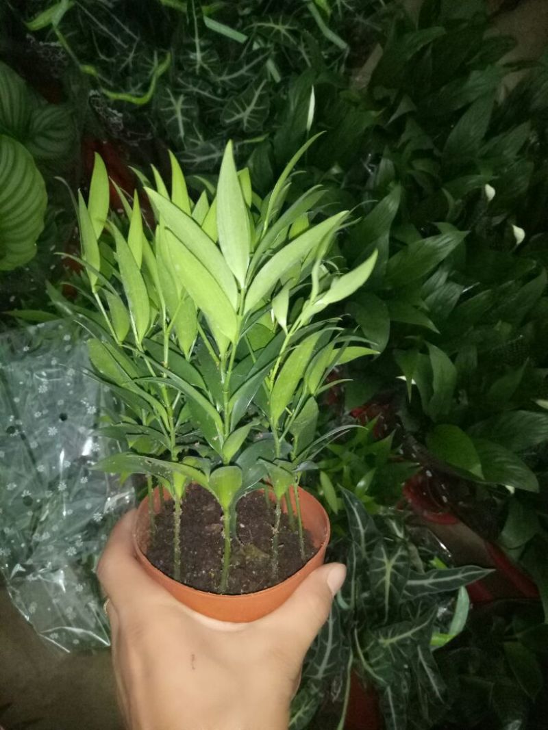 蟹爪兰红花盆满苗多量大优惠