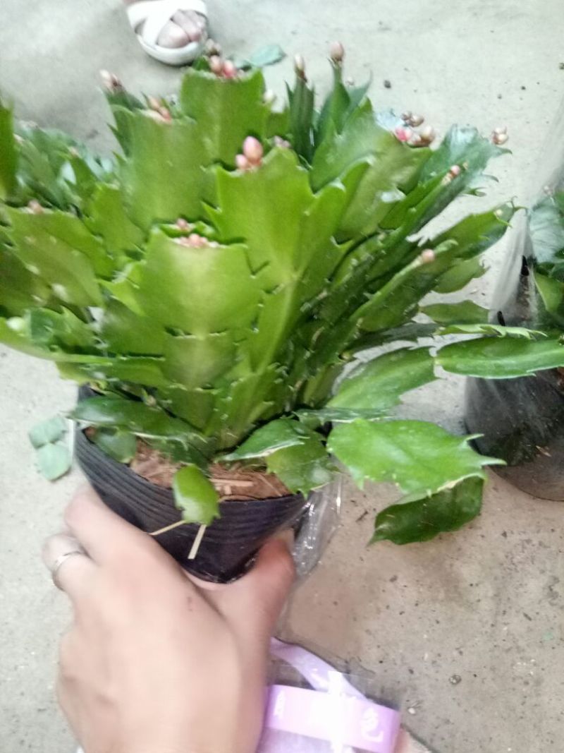 蟹爪兰红花盆满苗多量大优惠