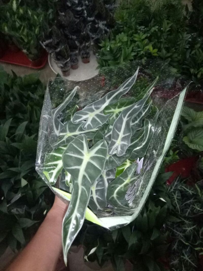 蟹爪兰红花盆满苗多量大优惠