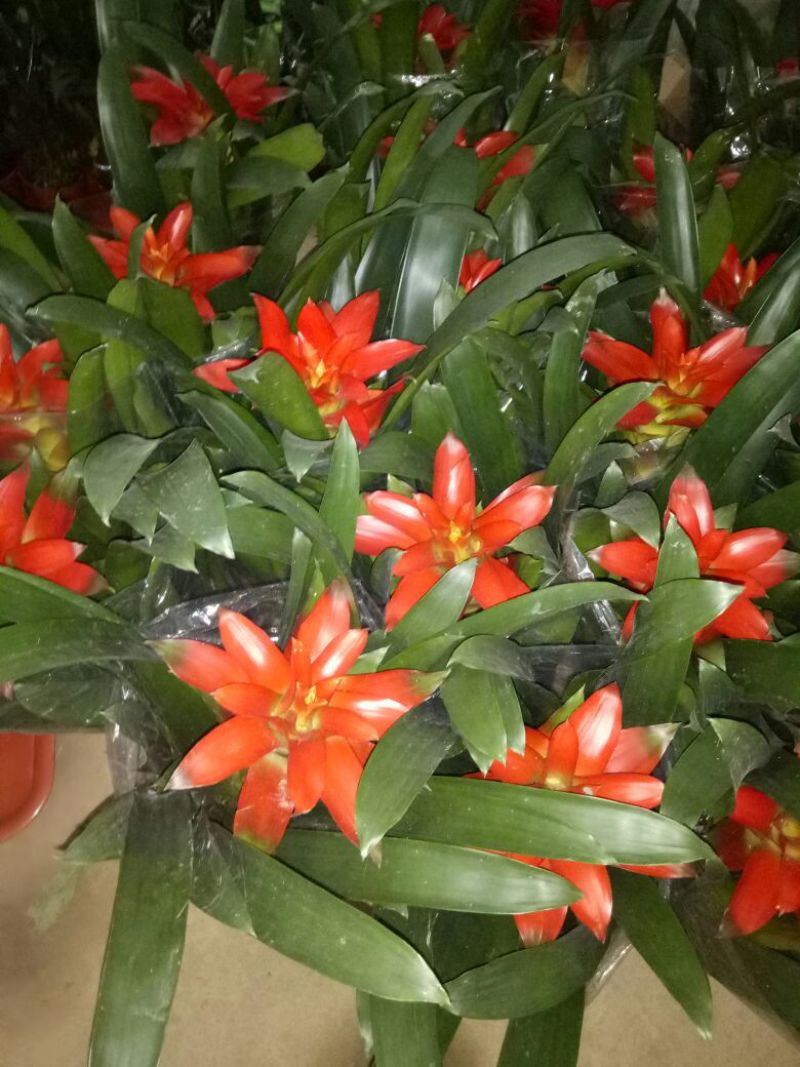 蟹爪兰红花盆满苗多量大优惠