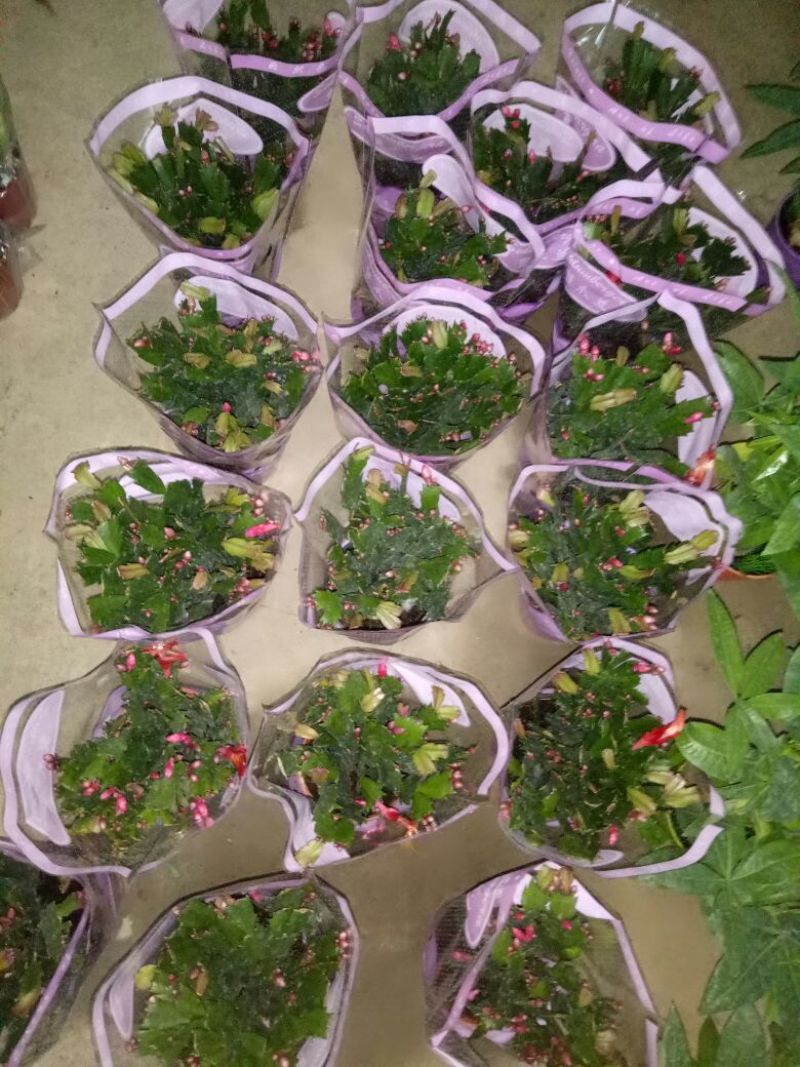 蟹爪兰红花盆满苗多量大优惠
