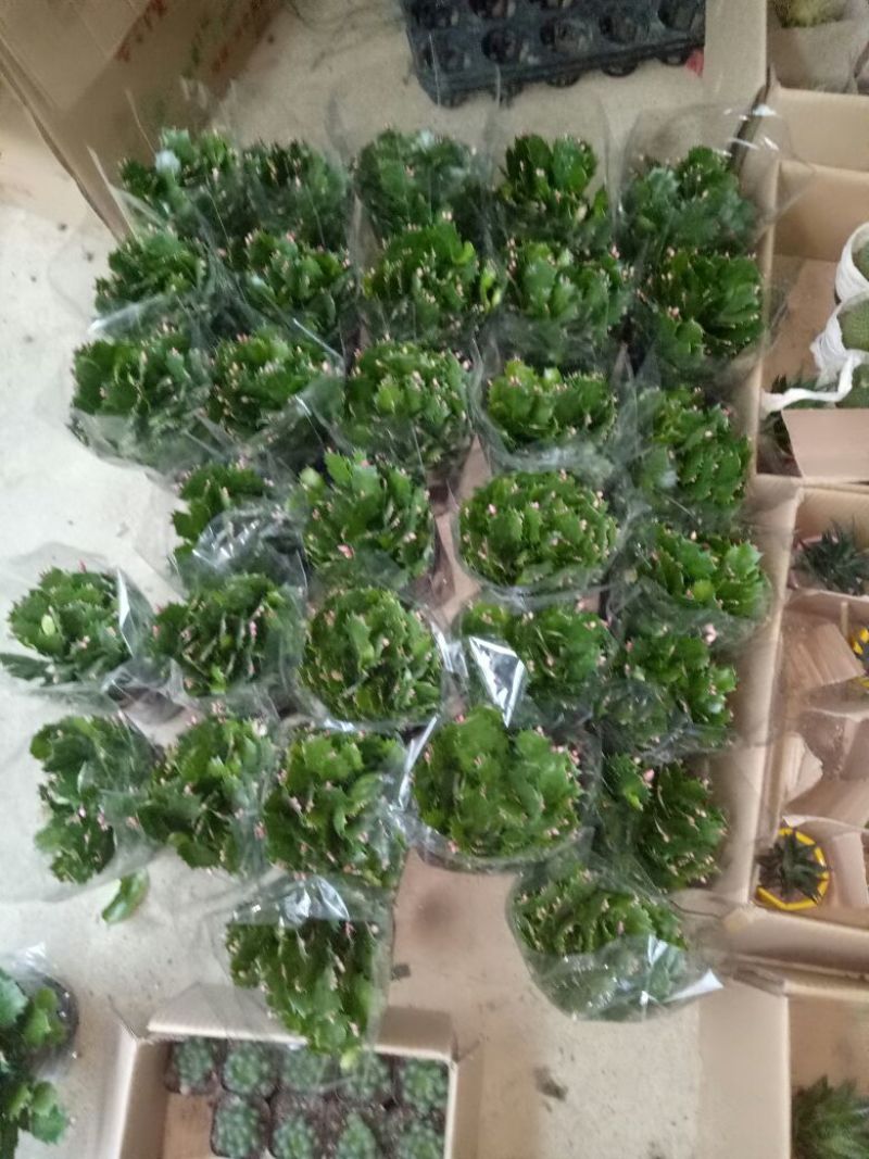 蟹爪兰红花盆满苗多量大优惠