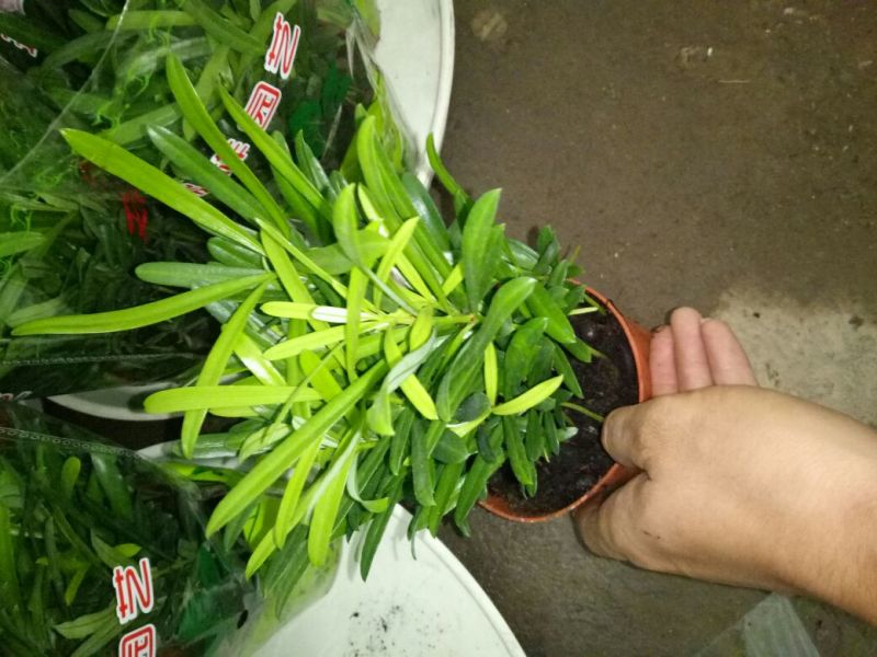 蟹爪兰红花盆满苗多量大优惠