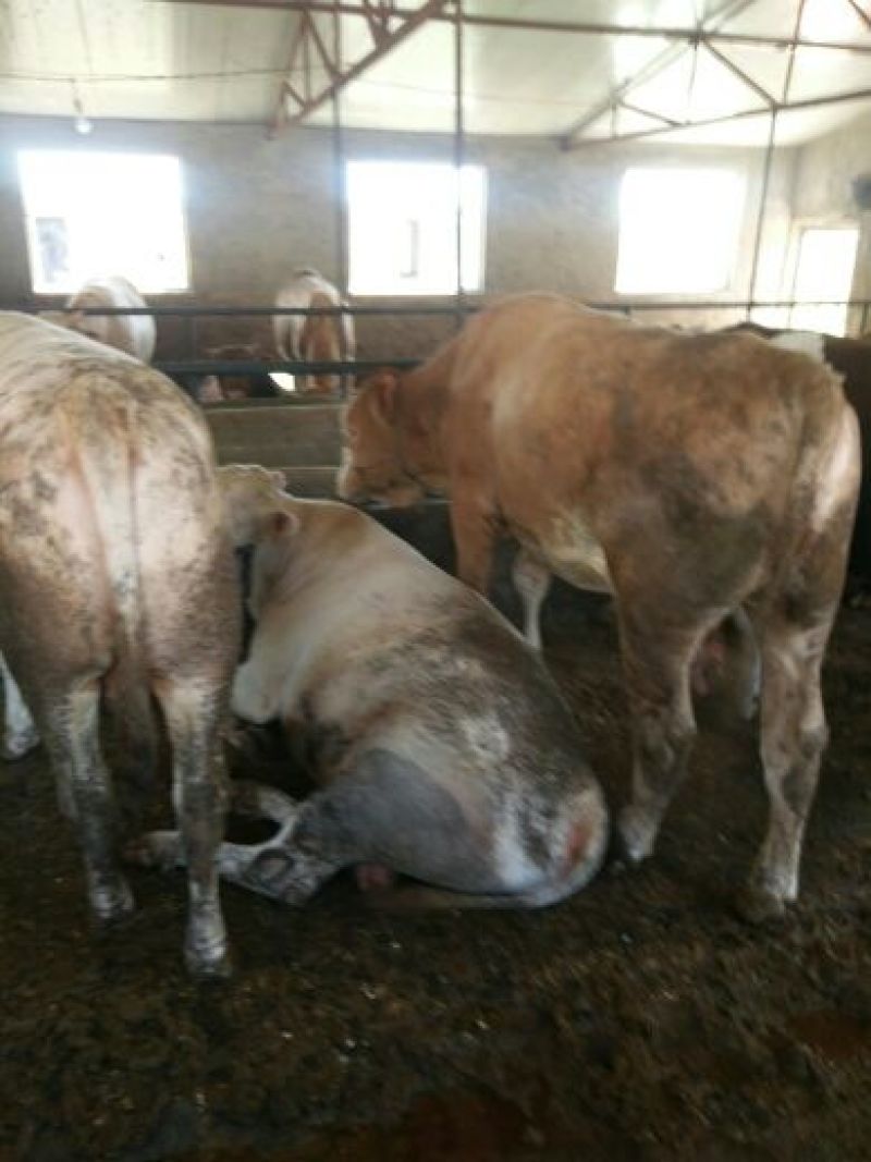 肉牛1000斤以上