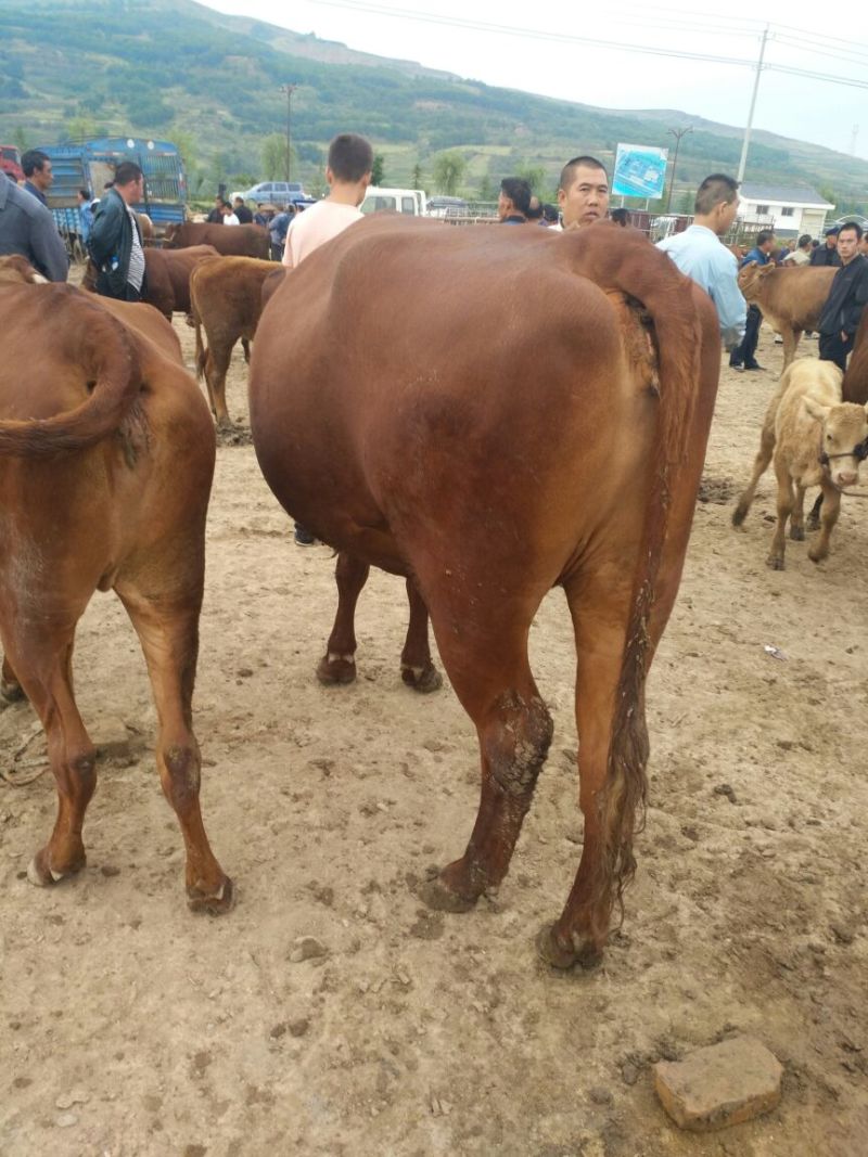 肉牛1000斤以上